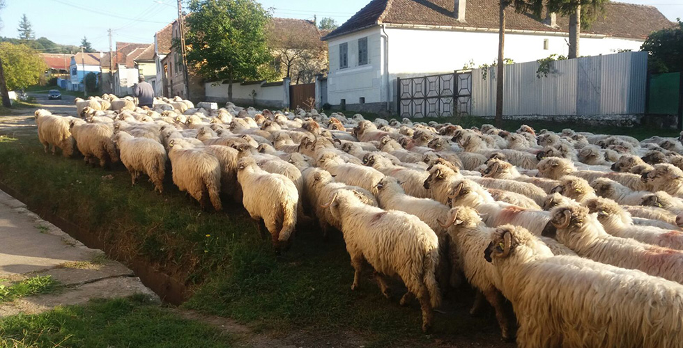 noetsj - schapen